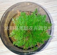 小欣批發 現貨 復活草植物不死草九死還魂草干還陽草野生還魂草卷柏盆栽泡水
