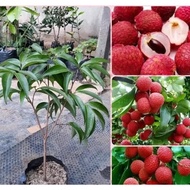 Terlaris Bibit Tanaman Buah Leci Kom Qualitas Unggul-Bibit Leci Merah Cangkok Asli-Bibit Buah Leci K