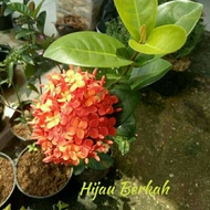 asoka jambon bunga merah asoka bunga merah