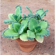 mother of thousands (devil's backbone) plant