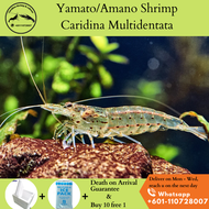 Yamato Shrimp /Amano Shrimp (5/10/20pcs) (Caridina multidentata) (Buy 10 free 1)