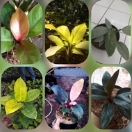 Paket tanaman philodendron cantik versi florist katusba