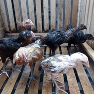 Sepasang Ayam Pelung Terbaik Asli Cianjur (2 Bulan) Terbatas