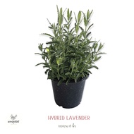 ลาเวนเดอร์ Lavender (H16) #สมุนไพรฝรั่ง กลิ่นหอมละมุน  #Hybrid Lavender #Goodwin Lavender