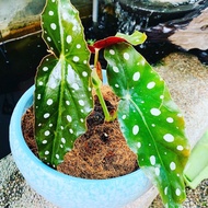 LIVE PLANT - Begonia Maculata