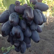 Bibit Anggur Import Velika STEK