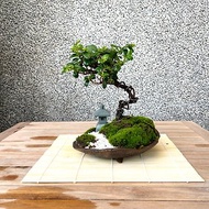 小品盆栽-小葉翠米茶 盆景