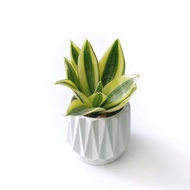 (預購) 純灰系列 | 黃金虎尾蘭 淨化空氣 幾何折扇圓形水泥盆栽