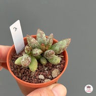 Adromischus Antidorcatum ไม้อวบน้ำ กุหลาบหิน Cactus&Succulent