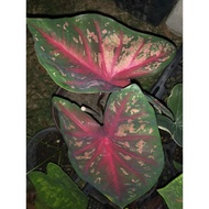 Combo Borong Mix Caladium