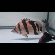 Ikan Datz Borneo 3 Bar Grade B