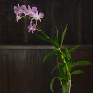 Anggrek Dendrobium Hybrit-Dendrobium CF35-Anggrek Hidup