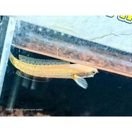 [ORIGINAL] ikan Channa limbata golden strip rare item size 8cm (real