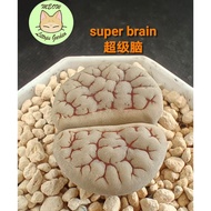 Ready Stock Lithops/180726/C189 Super brain wrinkled red vein C189 超级脑荒玉