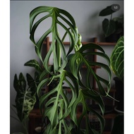 Monstera Burle Marx Flame Rare Aroid Live Plant stem cutting