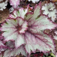 Tanaman Begonia Keong Pink / Begonia Rex Kombinasi silver keong