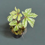 <SG Ready Stock> Begonia hemsleyana | Rare Foliage Begonia | Shade-loving Terrarium Plant