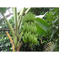 BENIH PISANG NANGKA SEGAR DARI KEBUN