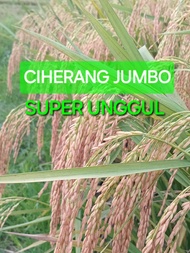 Benih padi ciherang jumbo super unggul kemasan 10 kg