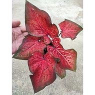 Keladi Red Flame / Caladium Red Flame