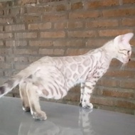 kucing bengal snow mink