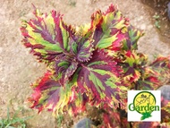 Mayana Coleus Rainbow Army Camouflage (Rare Mayana) with FREE plastic pot, and garden soil (Outdoor Plant, Real Plant, Live Plant and Limited Stock) - Plants for Sale