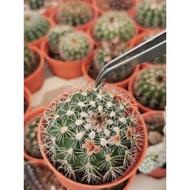 Cactus ready stock 仙人球