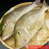 【海鮮7-11】青嘴龍占魚  三去  400-700克 區間 *骨架大、刺粗且肉質肥厚