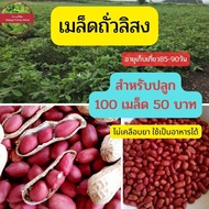 เมล็ดถั่วลิสง พันธุ์ สข 200เมล็ด50บาท สำหรับปลูก ถั่วลิสง ถั่วดิน