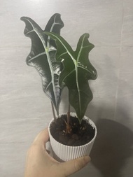 海芋苗 一盆2株 諾比海芋 魚骨海芋 觀音蓮 海芋 天南星科 室內盆栽 網紅熱植 禮物 辦公室 家居擺設 觀葉植物 種植 pot Alocasia nobilis indoor plant garde