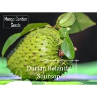 Soursop Fruit Seeds - 10 Seed - Biji Benih Durian Belanda, 红毛榴莲, 酸酸很好吃 - Mango Garden