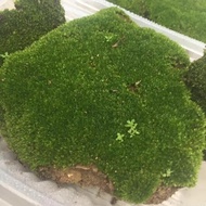 Moss Lembap untuk Terrarium Moss Terrarium Orkid Bonsai