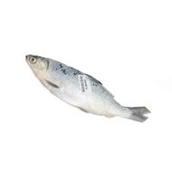 Fresh Catch Bangus Cleaned (500-600g)