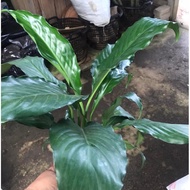 Pokok bunga peace lily @ spatiphyllum