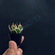 皮革製 Agave龍舌蘭盆栽吊飾_送禮/收藏