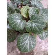 Strawberry Geranium, Strawberry begonia, 虎耳草 (Saxifraga Stolonifera) / Ornamental Foliage