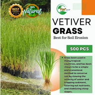 500 pcs Vetiver grass  l Vetiver Grass l Numero ono ,Top Producer of Laguna l Vetiver grass per slip