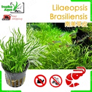 [Shrimp Safe] Lilaeopsis Brasiliensis (Micro Sword) 南美草皮 -  aquarium aqua plant [lowtech][long]