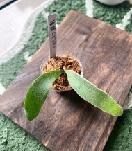 銀鹿鹿角蕨 P. Veitchii