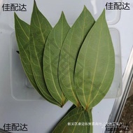 Leaves Ultraviolet Leaves Specimen Dried Leaves Safe Dry Material Leaves Laser Engraving Wholesale P