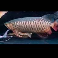 ikan arwana golden red 40cm hiasan aquarium