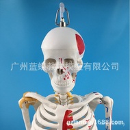 Muscle Half Side and Anatomy Medical Ligament Adhesion Color 85cm Detachable Muscle Skeleton Human H