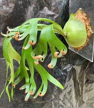 卷卷鹿角蕨Platycerium