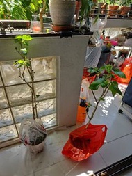 Mulberry Plant 桑樹苗（5年樁起）