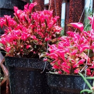 Tanaman hias kerokot merah-tanaman hidup (Tanaman Hidup-Bunga Hidup Ru