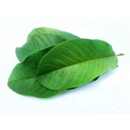 Natural Guava Leaves, Various Benefits, Diarrhea, Hair Loss, Diabetes, Dengue Fever Etc
