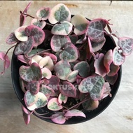 Tanaman Hias String Of Heart Variegata ( Pot 12cm ) LZ