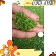 READY bibit azolla 200gr benih azola microphyla pakan ikan murah DVNS