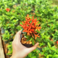 MOVEE - Real live plant [Mini Ixora red 红花仙丹］