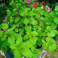 Tanaman hias daun mint asli wangi - pohon daun mint